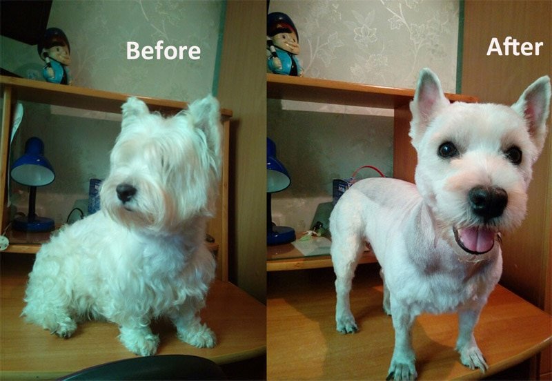 Pet Hair Clipper with Ceramic Blade & Silent Motor 17 Pet Hair Clipper with Ceramic Blade & Silent Motor